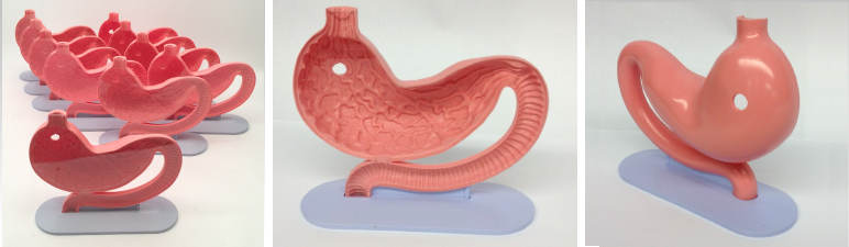 Custom Model | Pulse Medical Demonstration Models