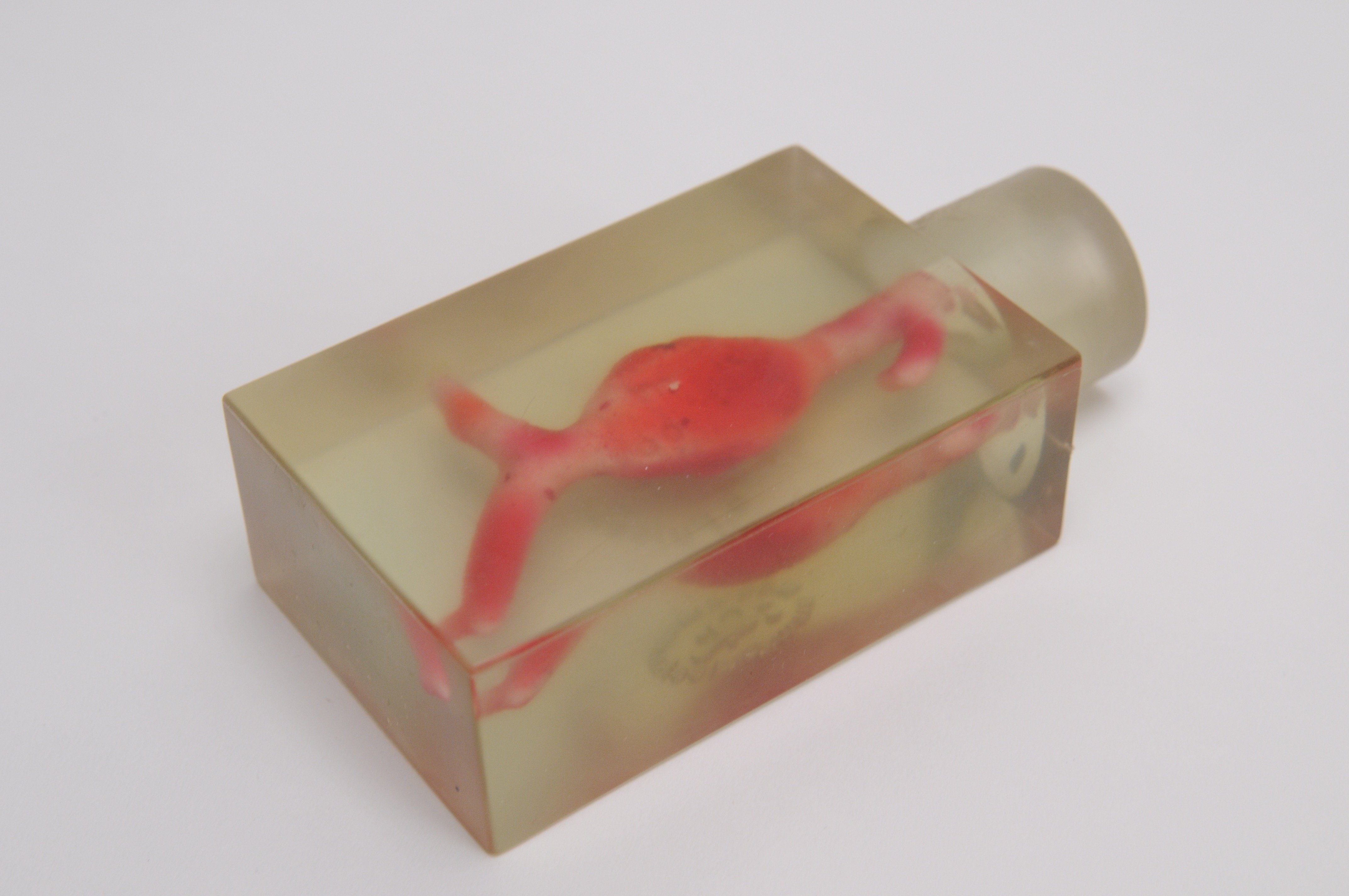 GASTROINTESTINAL-MODEL-Biliary-Tract - Pulse MDM