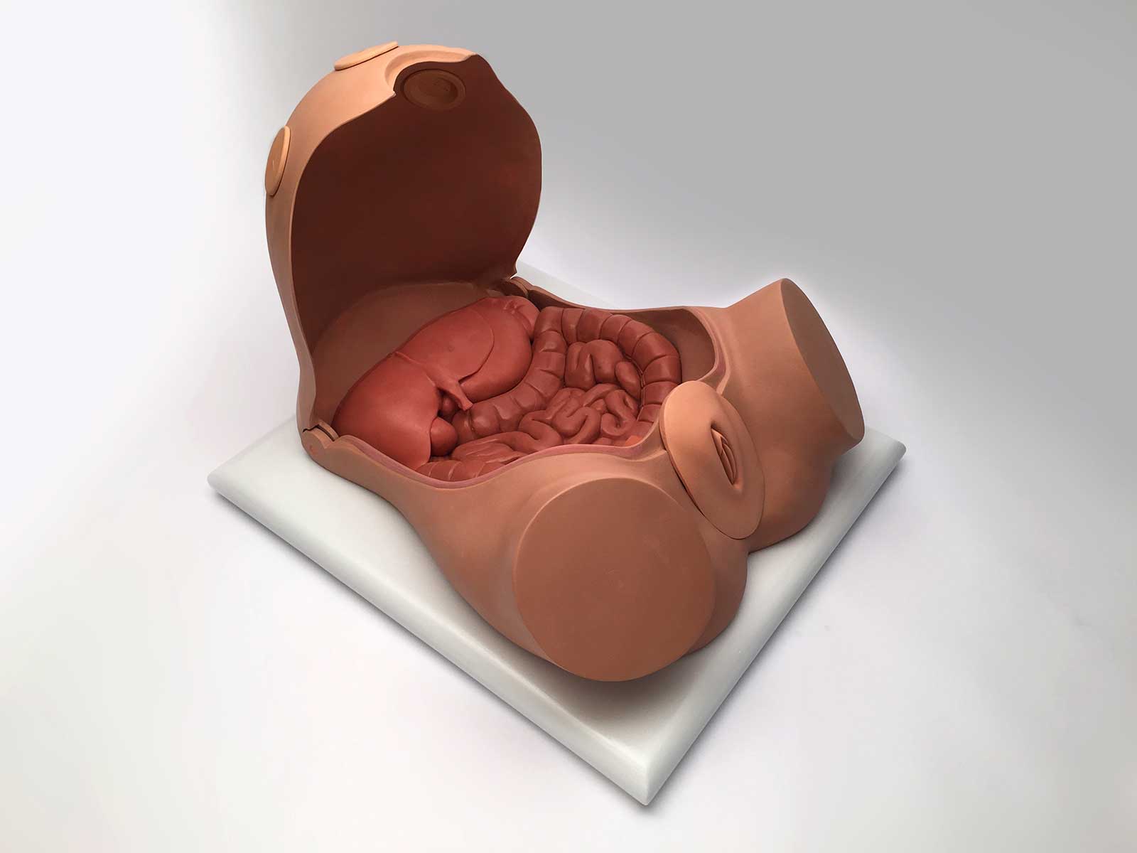 Female Anatomy - Pulse MDM