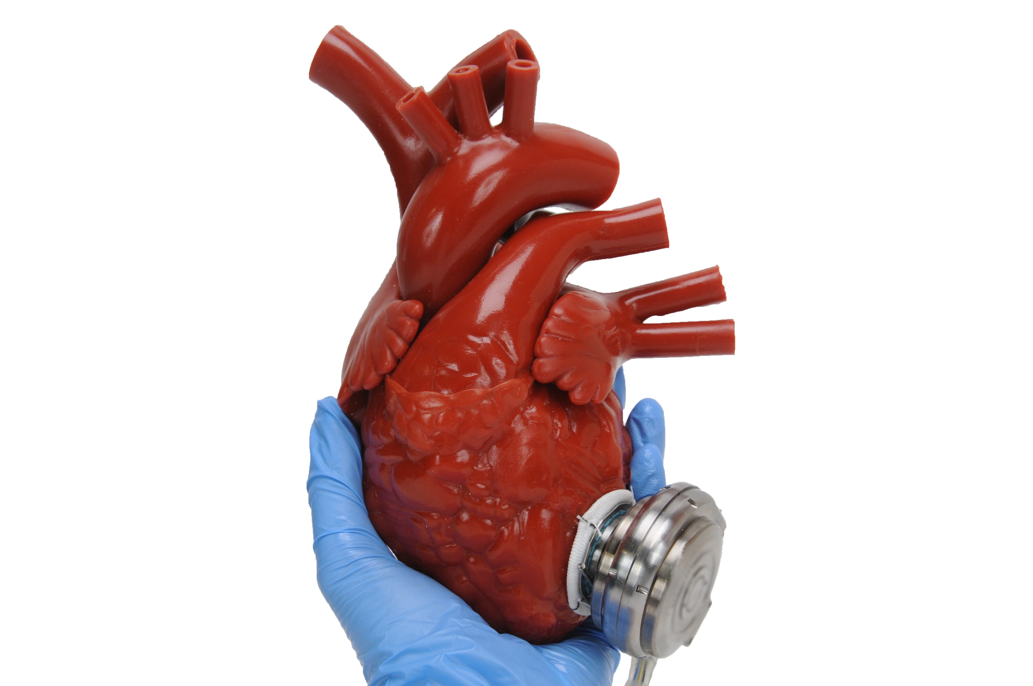Soft heart model with implantable pump - Pulse MDM