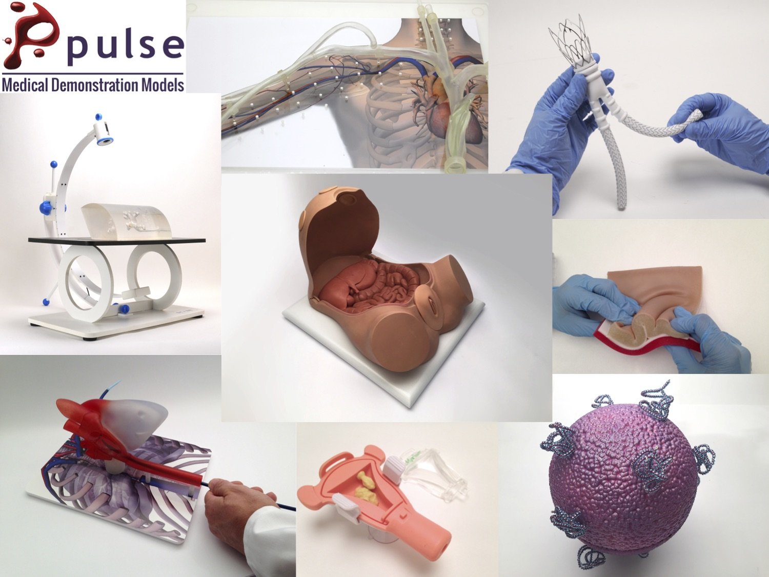 Pulse medical demonstration models