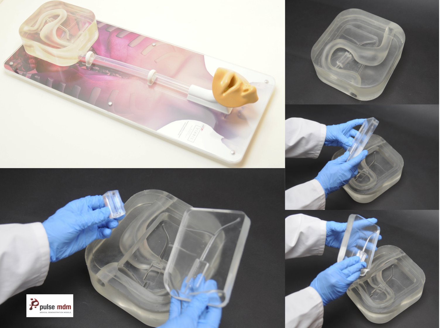 GI Model with replaceable parts - Pulse MDM