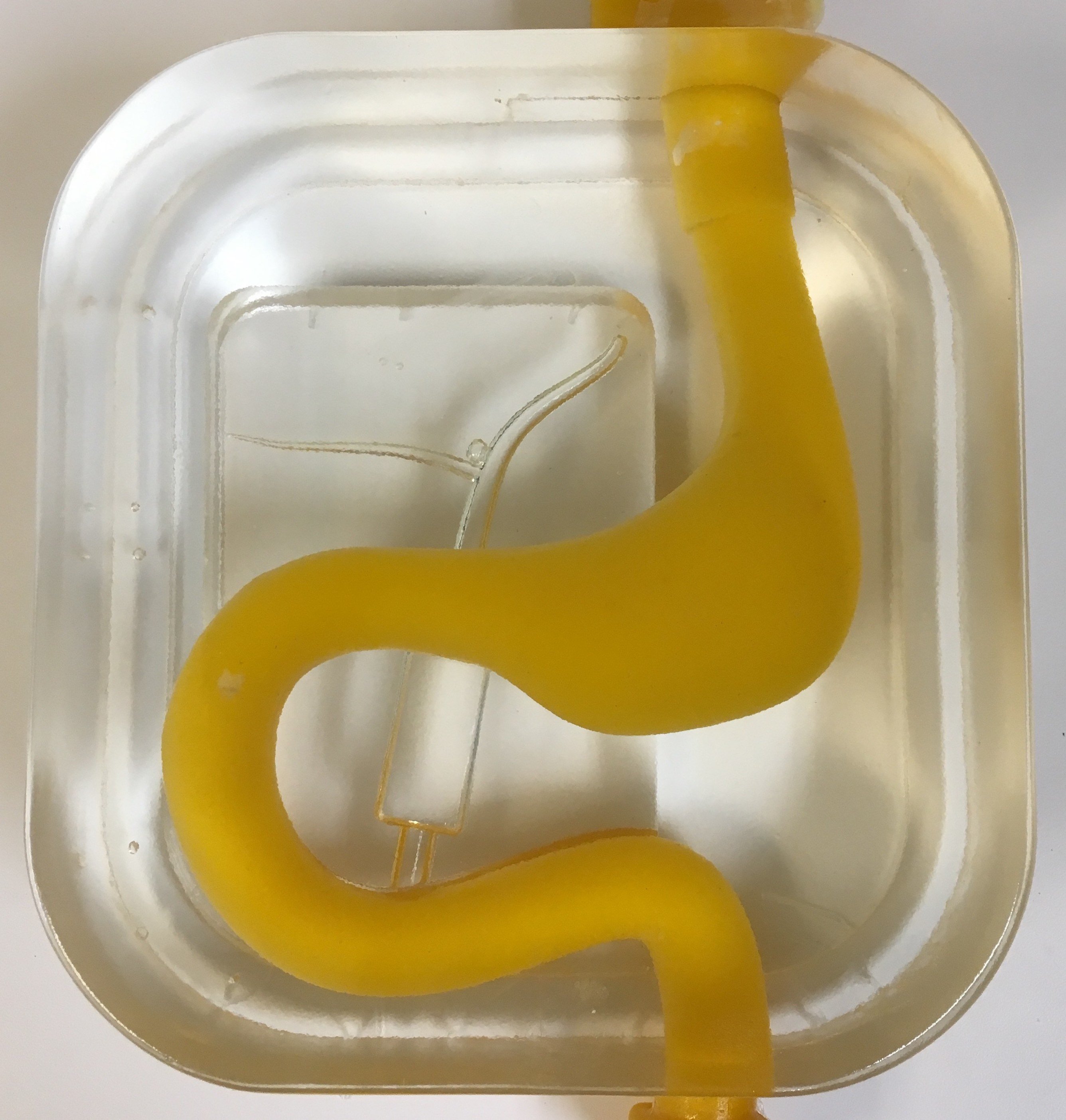 Biliary tract model | Pulse MDM