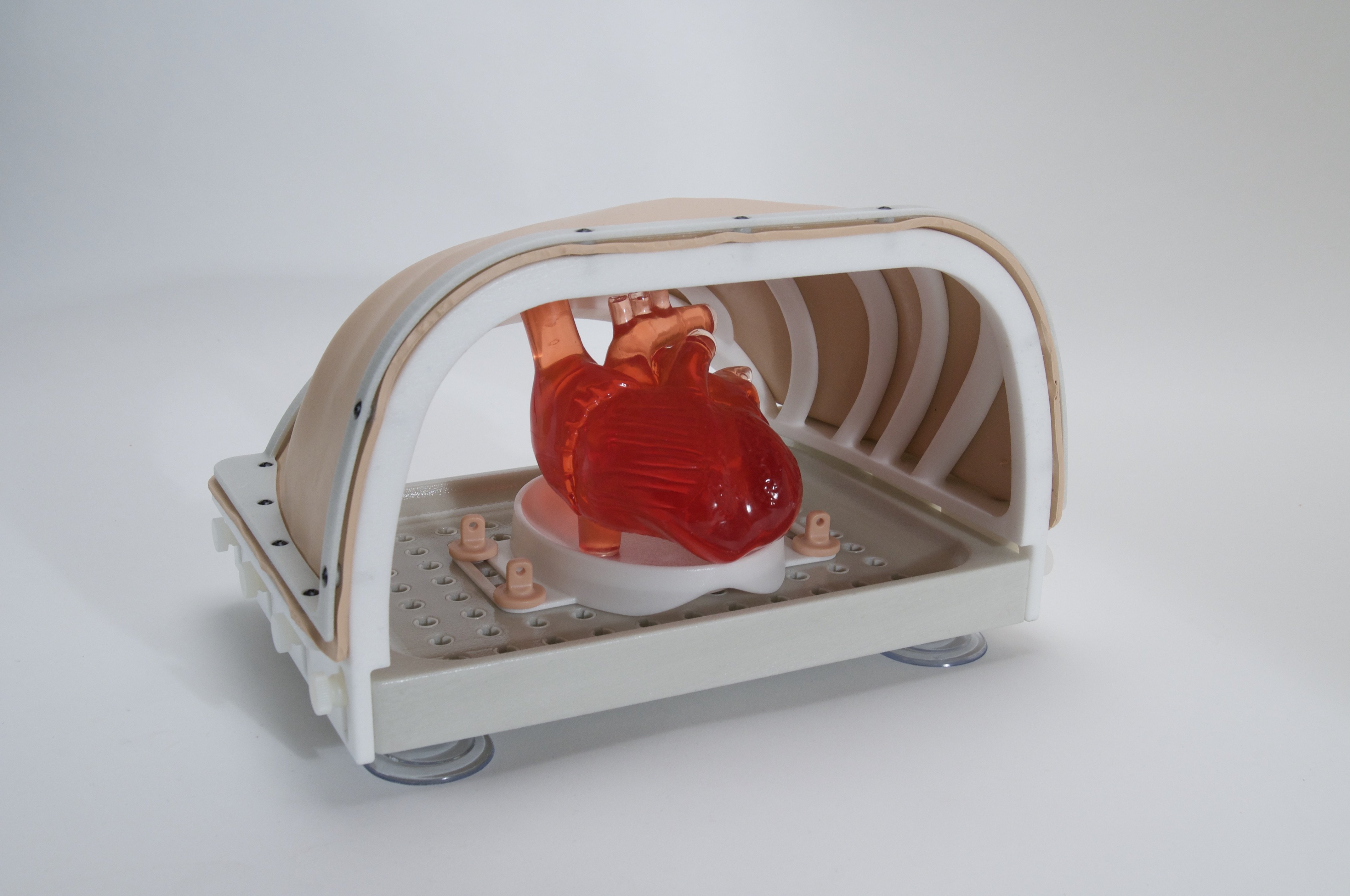 Thoracic cavity model - Pulse MDM