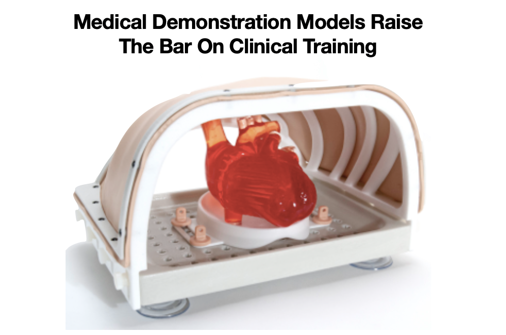 Medical demonstration model - Pulse Medical Demonstration Models