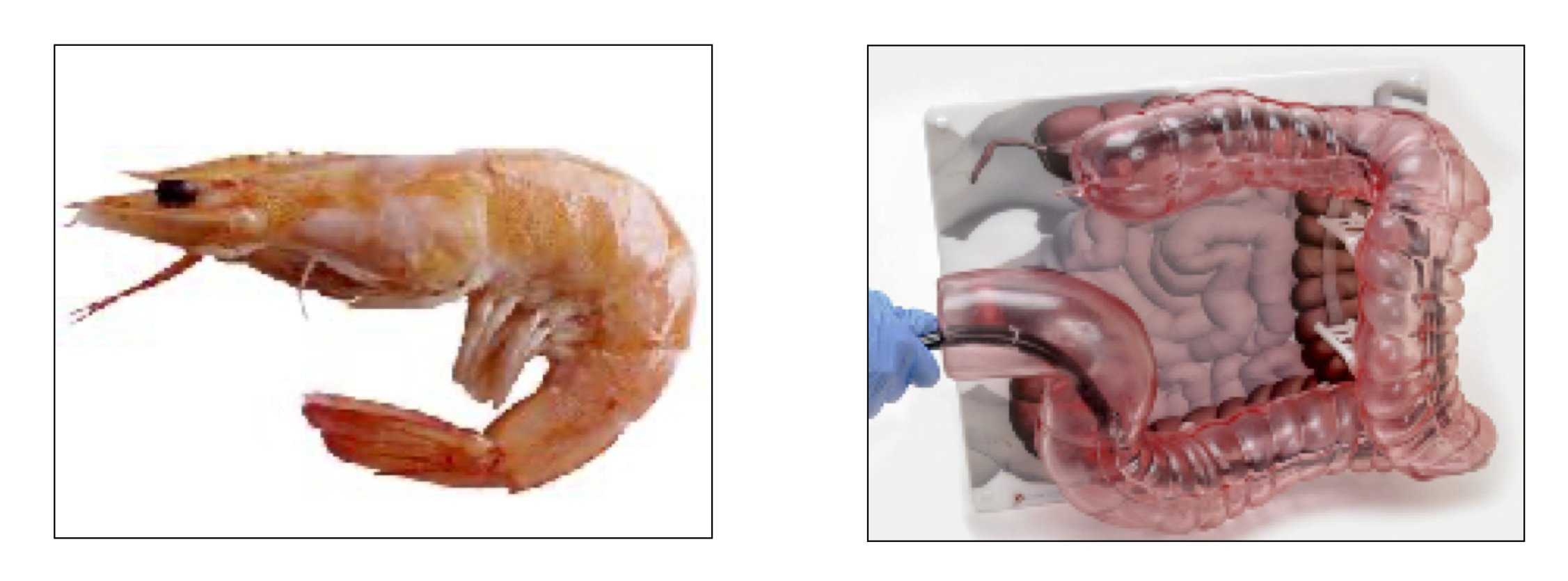 Shrimp vs. PulseMDM - Pulse MDM