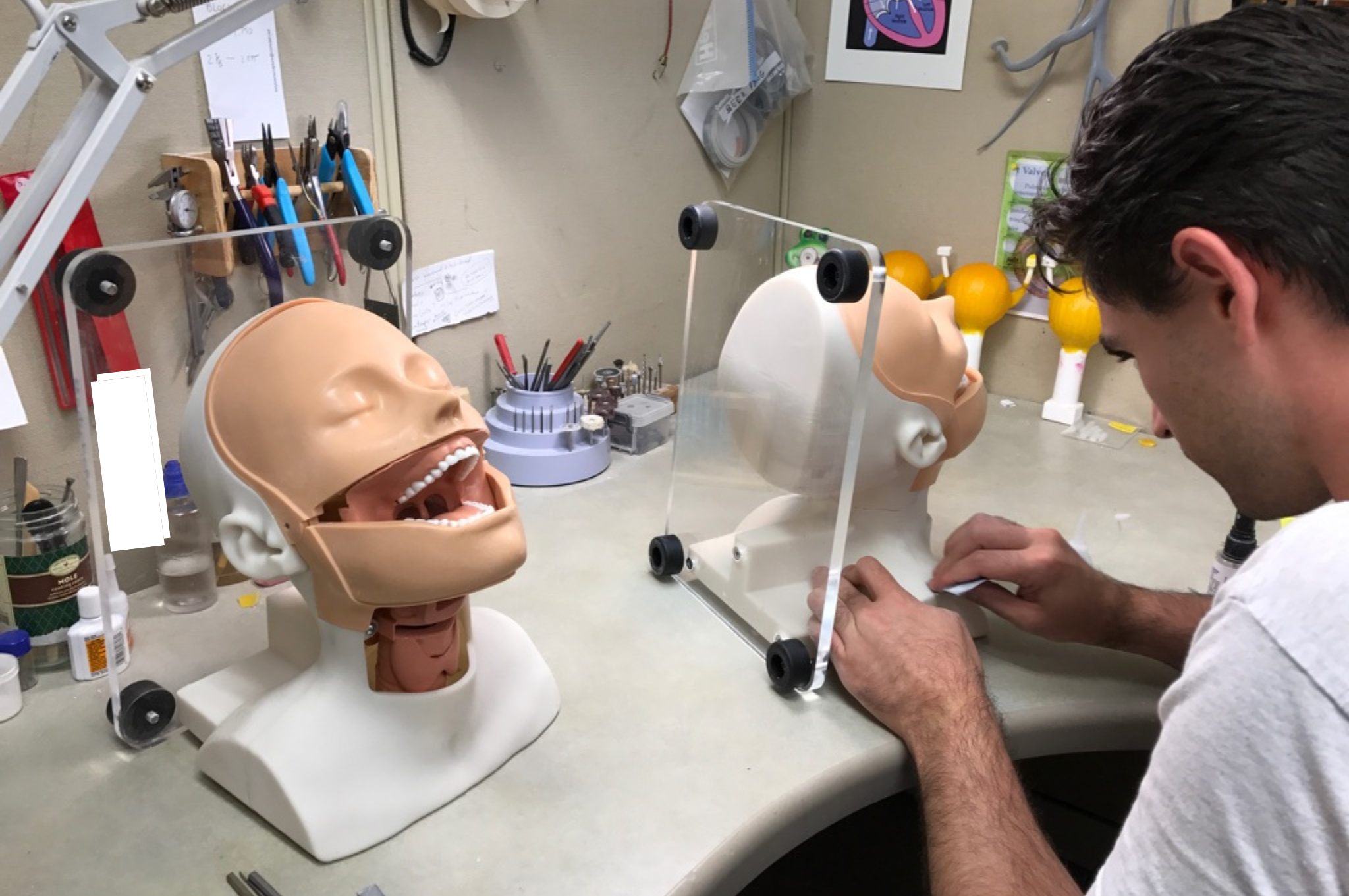 Throat model - Pulse MDM